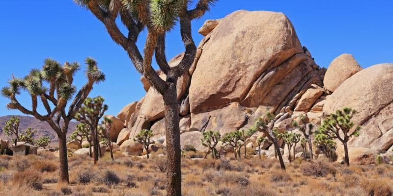 Center Street Villas Joshua Tree Eksteriør bilde